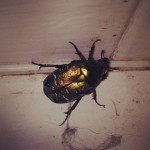 Skarabé? Guldgrön skalbagge i #klackberg