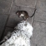 Rufus hittar en råtta