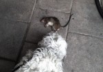 Rufus hittar en råtta