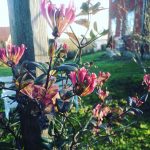 Kaprifolen blommar om i Klackberg